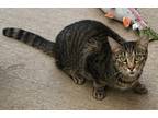 Adopt Bridget a Domestic Shorthair / Mixed (short coat) cat in Greeneville