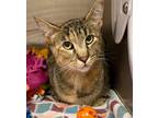 Adopt Sally a Domestic Shorthair / Mixed (short coat) cat in Greeneville