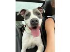 Adopt Capone a White - with Gray or Silver American Pit Bull Terrier / Mixed