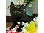 Adopt 6/12 - Starfire a Domestic Shorthair / Mixed (short coat) cat in
