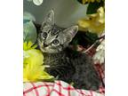 Adopt 6/12 - Flash a Domestic Shorthair / Mixed (short coat) cat in Stillwater