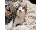 Adopt Emi a American Shorthair / Mixed (short coat) cat in San Diego