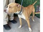 Adopt Hyde a Tan/Yellow/Fawn Pit Bull Terrier / Mixed dog in El Paso
