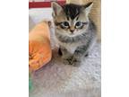Adopt Pepper a Tan or Fawn Tabby Domestic Shorthair / Mixed (short coat) cat in