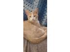 Adopt Eli a Domestic Shorthair cat in Steinbach, MB (38974591)