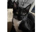 Adopt Marshmallow a Black & White or Tuxedo Domestic Shorthair (short coat) cat