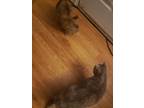 Adopt Waffles a Gray or Blue Tabby / Mixed (short coat) cat in Burlington