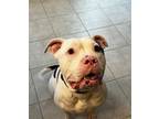Adopt Niko a White - with Black American Pit Bull Terrier / Mixed dog in