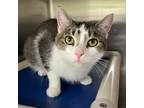 Adopt Destiny a White Domestic Shorthair / Mixed cat in Springfield
