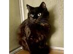 Adopt Salvatore a All Black Domestic Mediumhair / Mixed cat in Riverwoods