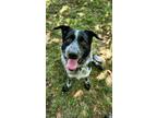 Adopt Kruger a Black Australian Cattle Dog / Mixed dog in Springfield