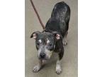 Adopt Greenwich - IN FOSTER a Black Mixed Breed (Large) / Mixed dog in Chamblee