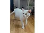 Adopt Kasper a Domestic Shorthair cat in Tracy, CA (38955635)