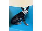 Adopt Dara a Black Border Collie / Mixed dog in Pendleton, OR (38949194)