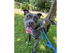 Adopt Zippy a Gray/Blue/Silver/Salt & Pepper Mixed Breed (Large) / Mixed dog in