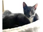 Adopt Hana a Domestic Shorthair / Mixed (short coat) cat in Greeneville