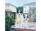 Adopt Nova a Merle Australian Shepherd / Mixed dog in Kyle, TX (38944986)