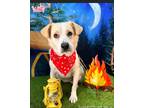 Adopt Martha a White - with Tan, Yellow or Fawn Golden Retriever / Mixed Breed