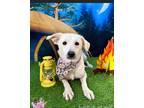 Adopt Angel a White - with Tan, Yellow or Fawn Golden Retriever / Mixed Breed