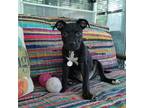 Adopt Kurt a Black Pit Bull Terrier / Mixed dog in Raytown, MO (38935913)