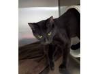 Adopt Periwinkle a All Black Domestic Shorthair (short coat) cat in Geneseo