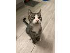 Adopt Ashton Orchard a Brown Tabby Domestic Shorthair / Mixed (short coat) cat