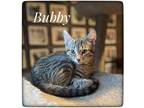 Adopt Bubby a Gray, Blue or Silver Tabby Domestic Shorthair (short coat) cat in