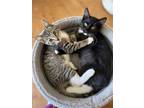 Adopt Whiskers and Bobby a Brown Tabby Domestic Shorthair / Mixed cat in San