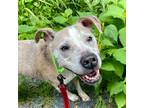 Adopt Ruby a Tan/Yellow/Fawn Pit Bull Terrier / Mixed dog in Harrisonburg