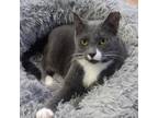 Adopt Jorgie a Gray or Blue Domestic Shorthair / Mixed cat in East Smithfield