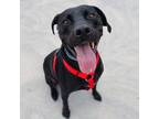 Adopt Channing a Black Labrador Retriever / Mixed Breed (Medium) / Mixed dog in