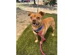 Adopt Boyd a Brown/Chocolate Pug / Mixed dog in Durango, CO (38789683)