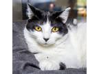Adopt Winona a White Domestic Shorthair / Mixed cat in Evansville, IN (38801107)