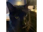 Adopt Kuma a All Black Domestic Longhair (long coat) cat in Greensburg