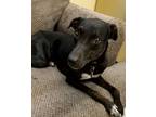 Adopt JOSEY a Black - with White Whippet / Mixed dog in Saint Jo, TX (38876440)