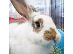 Adopt Toast a English Spot / Mixed rabbit in San Diego, CA (38805134)
