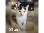 Adopt Zhen a White (Mostly) Domestic Shorthair (short coat) cat in CLEVELAND