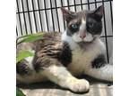 Adopt Ringo a Gray or Blue Domestic Shorthair / Mixed cat in Lakeland