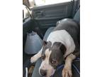 Adopt Kody a Gray/Silver/Salt & Pepper - with White Pit Bull Terrier / Mixed dog