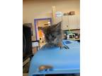Adopt 53756152 a Gray or Blue Domestic Mediumhair / Mixed cat in El Paso