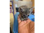Adopt 53756149 a Gray or Blue Domestic Mediumhair / Mixed cat in El Paso