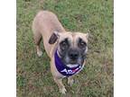 Adopt Nova a Brown/Chocolate Boxer / Mixed dog in Tuscaloosa, AL (38796559)