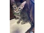 Adopt 53899882 a Brown Tabby Domestic Mediumhair / Mixed cat in El Paso