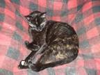 Adopt Ivy a Tortoiseshell Egyptian Mau / Mixed (short coat) cat in Riverton