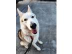 Adopt Chomps a White - with Tan, Yellow or Fawn German Shepherd Dog / Mixed dog