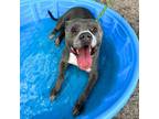 Adopt Jerry a Gray/Blue/Silver/Salt & Pepper Pit Bull Terrier / Mixed dog in El