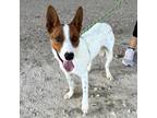 Adopt Axel a White Australian Cattle Dog / Mixed dog in El Paso, TX (38802596)