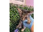 Adopt 53871402 a Brown Tabby Domestic Mediumhair / Mixed cat in El Paso