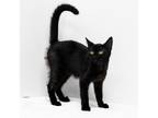 Adopt Eclipse a All Black Domestic Shorthair / Mixed cat in Madisonville