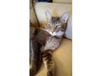 Adopt Buddy a Gray, Blue or Silver Tabby Domestic Shorthair (short coat) cat in